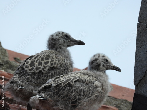 photo of little seagull chicks