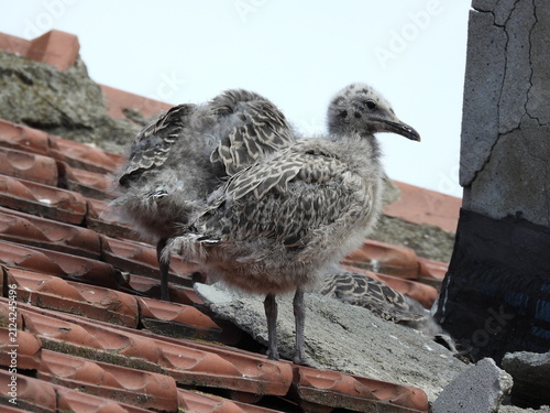 photo of little seagull chicks