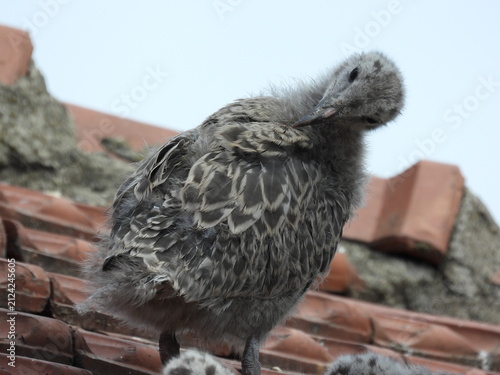 photo of little seagull chicks