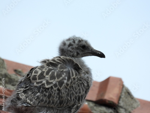 photo of little seagull chicks