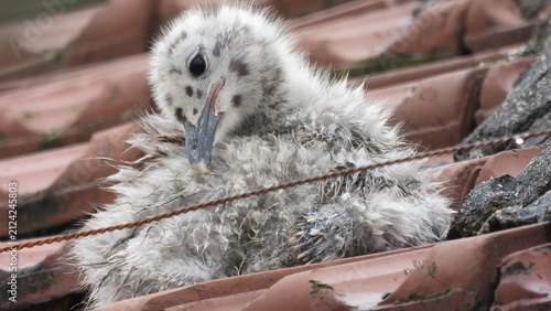 photo of little seagull chicks