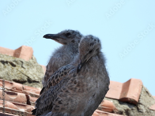 photo of little seagull chicks