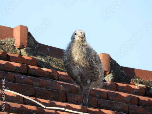 photo of little seagull chicks
