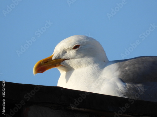 natural white seagull photo on the roof
