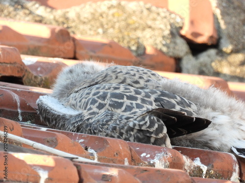 photo of little seagull chicks