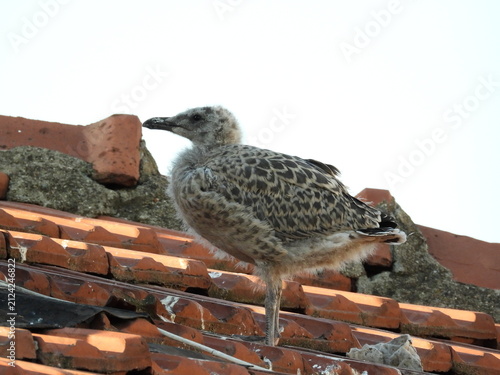 photo of little seagull chicks