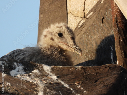 photo of little seagull chicks