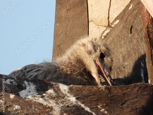 photo of little seagull chicks