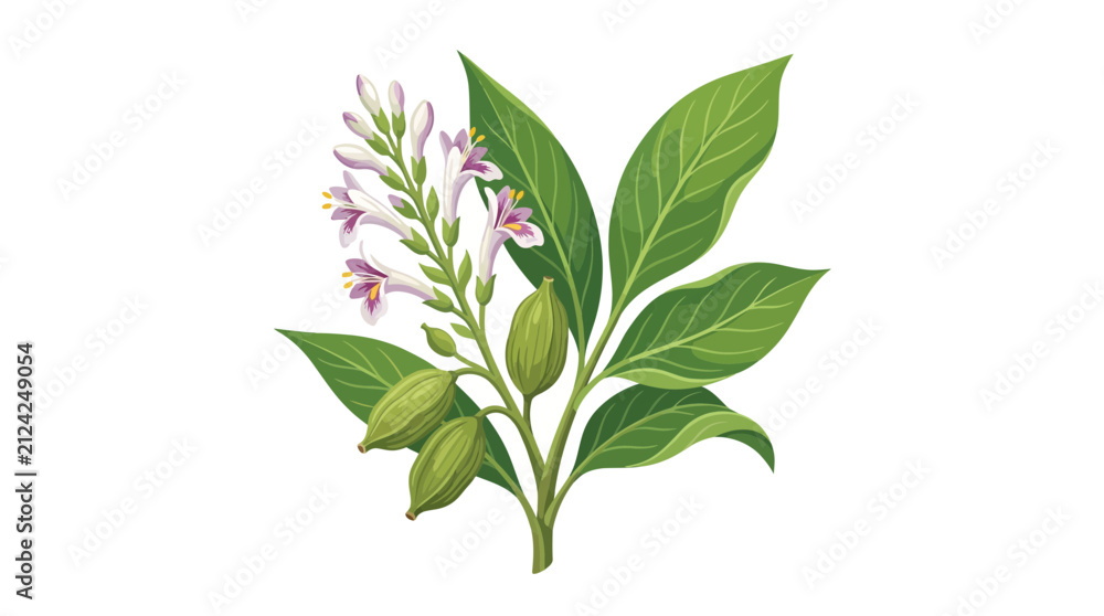 Fototapeta premium Green Cardamom Plant Branch with Leaves, Flowers and Pods