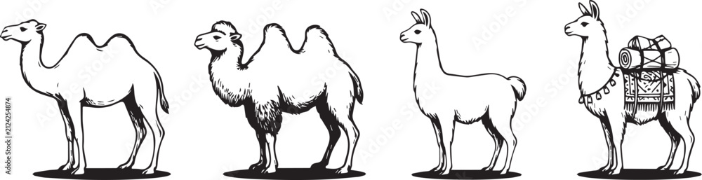 Obraz premium Illustrations of camels and llamas with one carrying backpack for travel and adventure themes