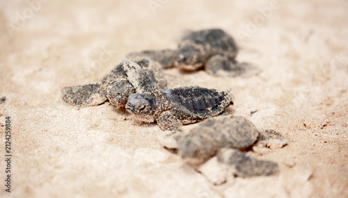 Canvastavla A small baby sea turtle crawls along the sandy shore towards the ocean to survive
