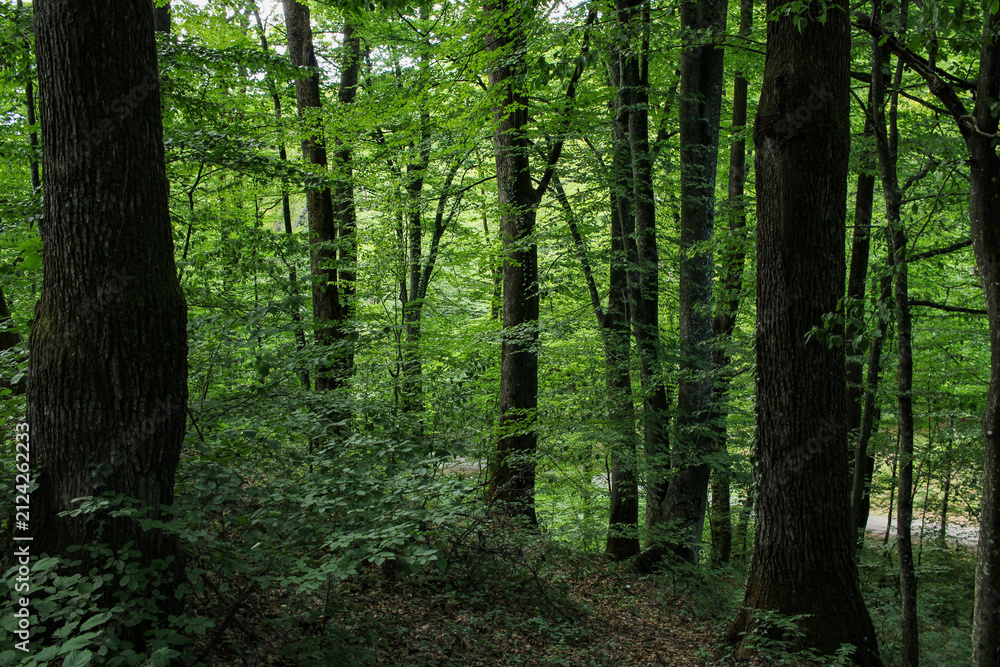 Fototapeta premium Beautiful forest landscape. Trees with lush green foliage. Carpathian Mountains, Ukraine, Europe.