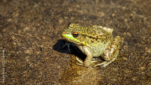 Bild auf Leinwand Close-up of a North American Green Frog (Lithobates clamitans) isolated on a con
