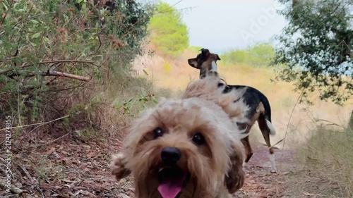 Two dogs on hiking trail among dry grass and trees, video