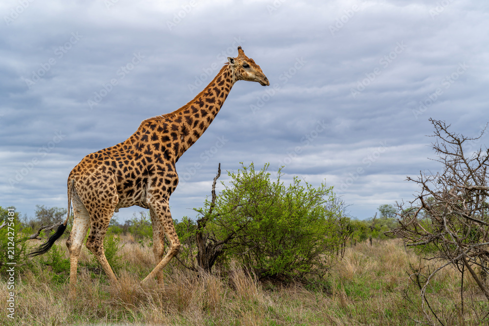 Obraz premium South African Giraffe (Giraffa giraffa giraffa) or Cape giraffe searching for water and food on the savanna in Kruger National Park in South Africa