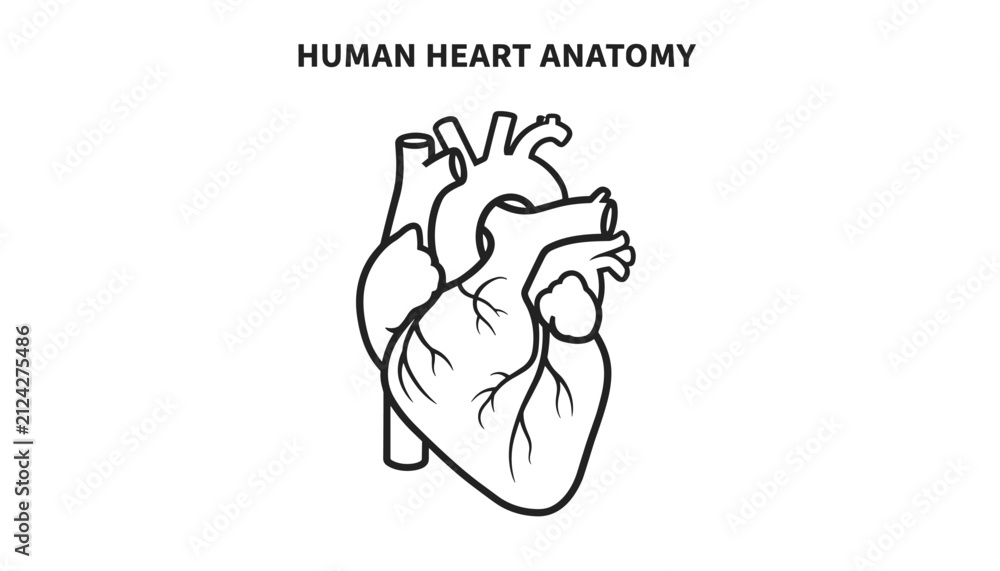 Obraz premium Human heart anatomy outline diagram displaying veins, arteries, and chambers on a plain white background.