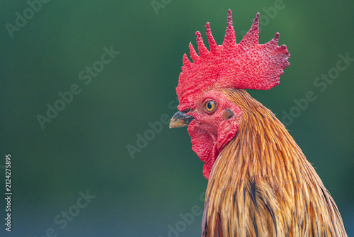 rooster in the farm