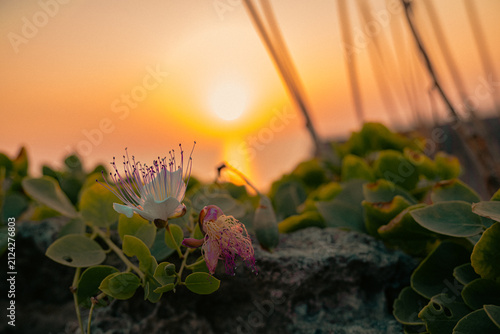 Plantas y flores que crecen en Menorca