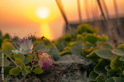 Plantas y flores que crecen en Menorca