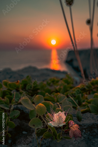 Plantas y flores que crecen en Menorca