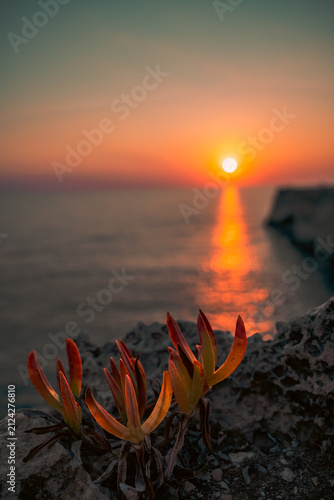 Plantas y flores que crecen en Menorca