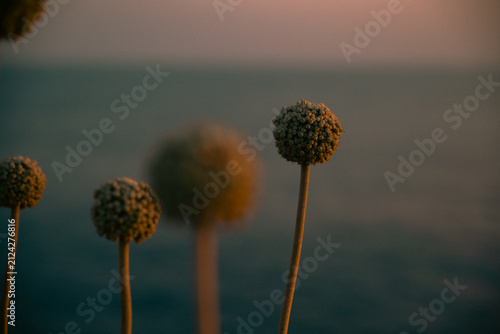 Plantas y flores que crecen en Menorca