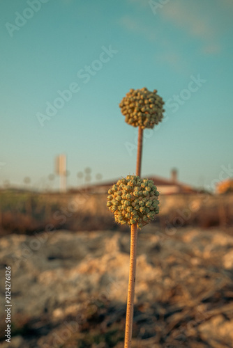 Plantas y flores que crecen en Menorca