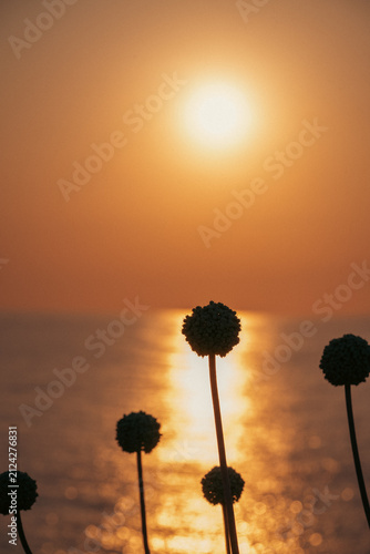 Plantas y flores que crecen en Menorca