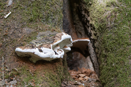 Foto Bracket fungus growing on moss covered split tree trunk