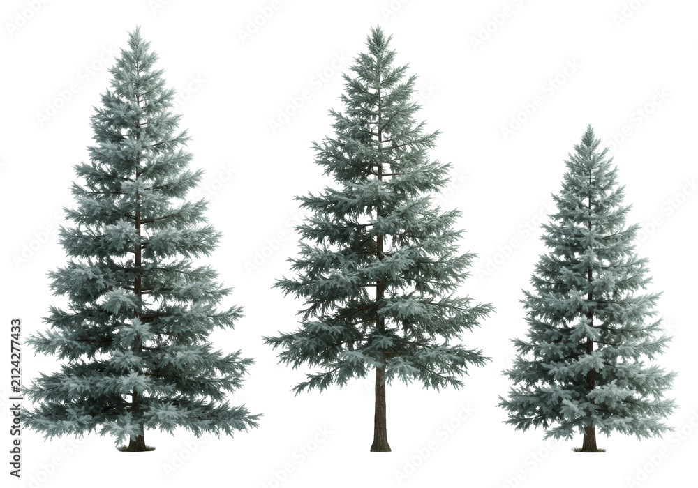 Obraz premium three photorealistic blue spruce trees of varying size with sharp silvery-blue needles, isolated on a seamless transparent background for copy space. concept of clean botanical design elements