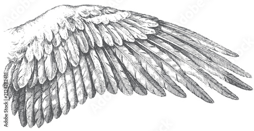 Canvastavla Vintage engraving of detailed bird wing with layered feathers, antique natural h