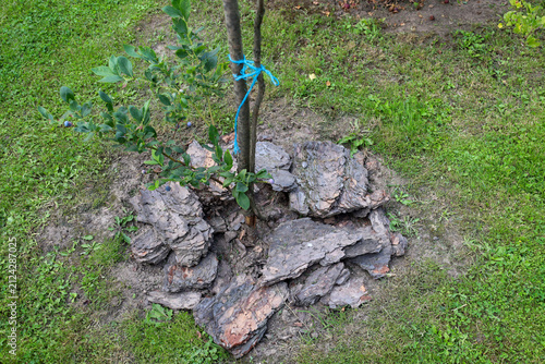 Obraz na plátně A young blueberry sapling is carefully mulched with large pieces of pine bark on a green lawn