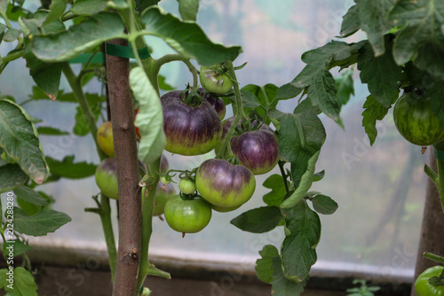 Fotografie A cluster of unusual purple and green indigo tomatoes ripens on a vine inside a greenhouse