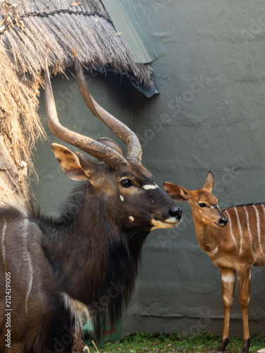 A male and femaleNjala (Tragelaphus angasii) among the buildings of the rest camp at Mlilwane Wildlife Sanctuary in Estwatini