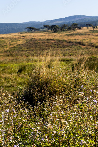 View over the rolling savanna hills and distant acacia trees in Mlilwane Wildlife Sanctuary, Eswatini, with purple coloured wildflowers in bloom in the foreground.