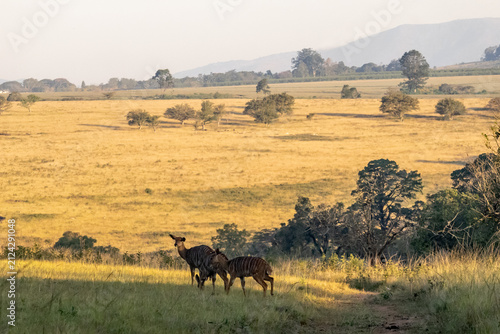 A pair of Nyala antelopes (tragelaphus angasii) standing in the warm golden hour grasslands of Mlilwane Wildlife Sanctuary, Eswatini, with rolling hills in the background
