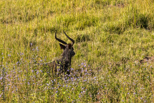An elusive male Nyala (Tragelaphus angasii) walking away through tall grass and purple wildflowers in Mlilwane Wildlife Sanctuary, Eswatini.