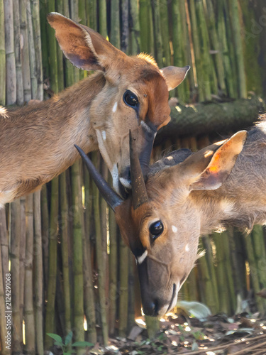 A Nyala Ewe busy grooming her young male foal, whose horns are just starting to come out, within the rest camp of Mlilwane Wildlife Sanctury.