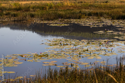 A secluded calm wetland pool in the grasslands of Mlilwane Wildlife Sanctuary, Eswatini, covered in Cape blue water lilies (Nymphaea nouchali).