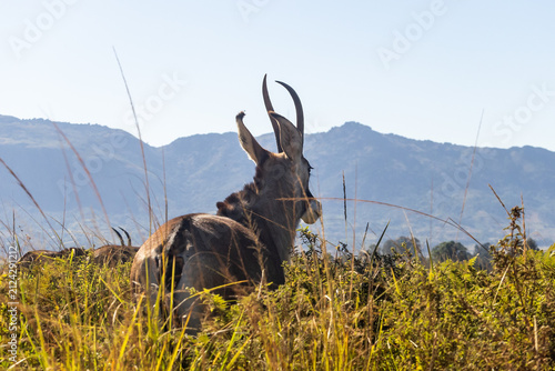 Roan antelope (Hippotragus equinus) looking over its shoulder in the long grasses of the grasslands of Mlilwane Wildlife Sanctuary, Estwatini