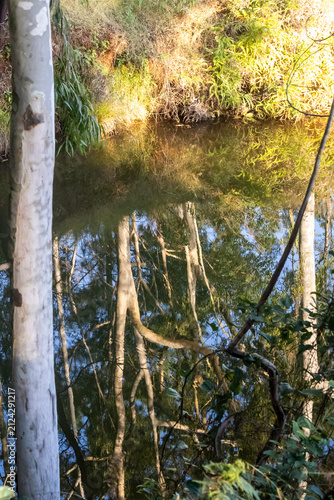 The reflection of the pale coloured eucalyptus tree trunks in the calm, glassy surface of a lake in Mlilwane Wildlife Sanctuary in Eswatini