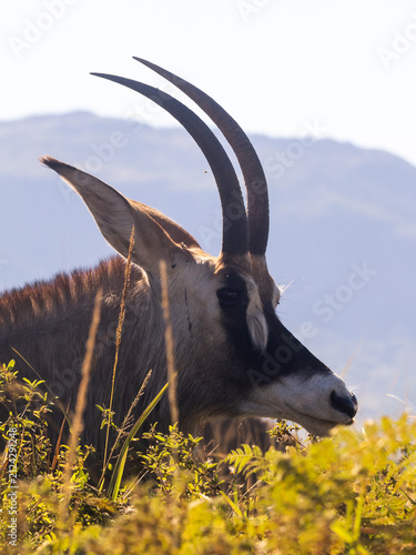 Side view of the head of a Roan antelope (Hippotragus equinus) back-lit by the morning light in the Mlilwane Wildlife Sanctuary.