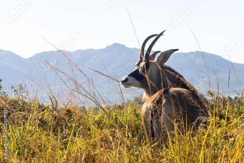 Roan antelope (Hippotragus equinus) looking over its shoulder in the long grasses of the grasslands of Mlilwane Wildlife Sanctuary, Estwatini