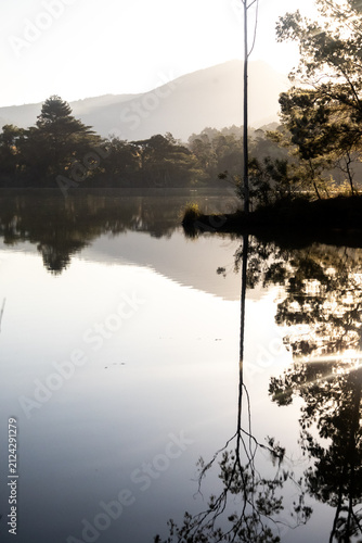 Dreamy view of a single slender tree trunk reflecting in the calm glassy waters of a lake  in Mlilwane Wildlife sanctuary, Eswatini.