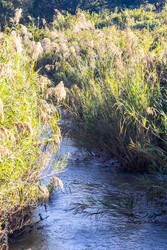 A natural stream flowing gently through a dense growth of tall, golden-plumed reeds in Mlilwane Wildlife Sanctuary, Eswatini
