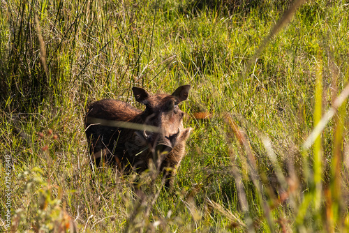 An alert warthog (Phacochoerus africanus) looking straight at the camara among the green grass of the Mlilwane Wildlife sanctuary, Eswatini