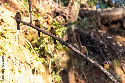 A row of colorful White-fronted Bee-eaters (Meropsbullockoides) perched in a line on a bare diagonal branch in a donga in MliwanweWildlife sanctuary in Estwatini.