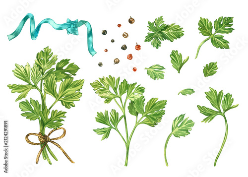 A set of hand-painted watercolor illustrations of parsley. A sprig of parsley leaves, leaves, and peppercorns. A collection of watercolor illustrations for kitchen design, decor, and recipe.