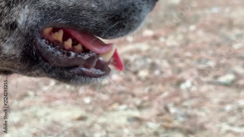 Dog teeth and pink tongue close up, macro video