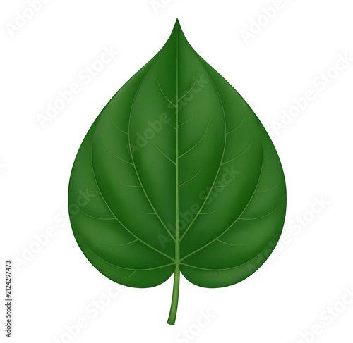 premium botanical vector illustration of fresh betel paan leaf isolated on white background for indian festivals ayurveda rituals and decorative design